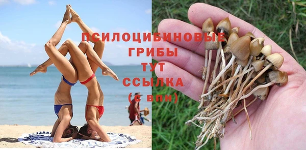 сатива Горнозаводск